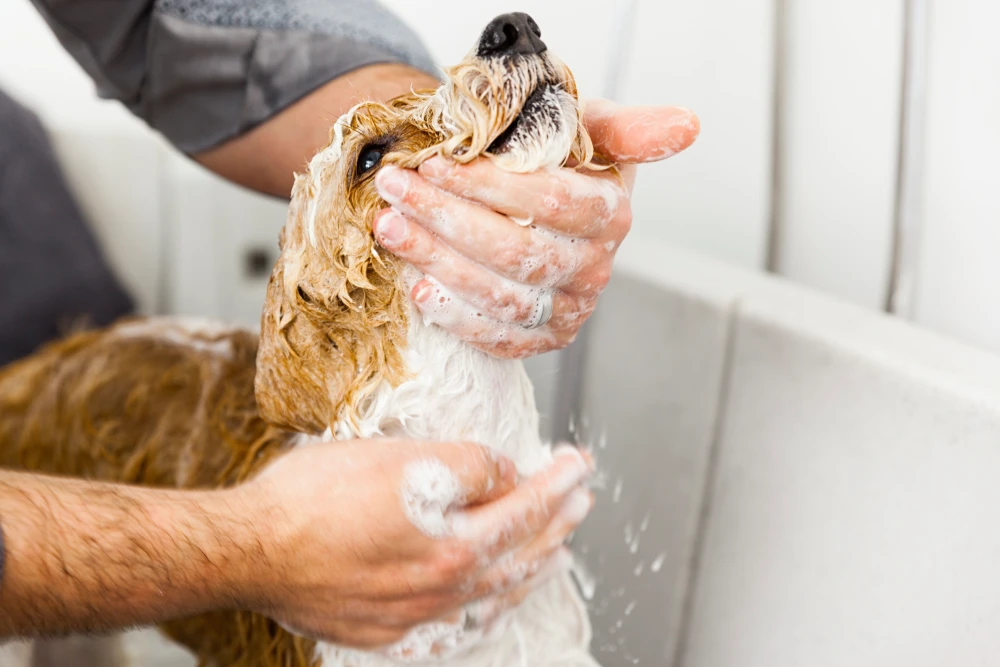 Toilettage naturel d’un chien sans shampoing spécifique avec des gestes doux