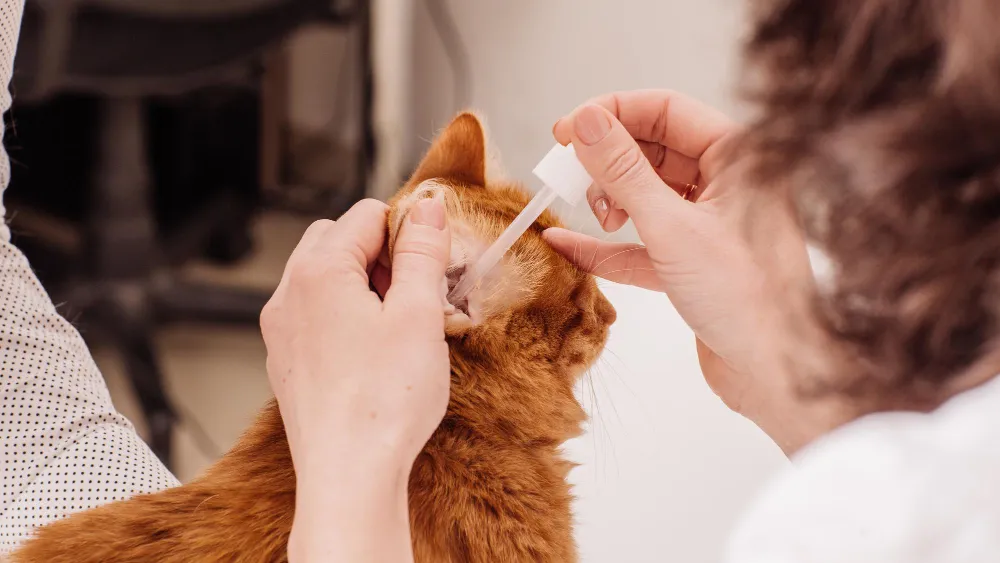 Nettoyage des oreilles du chat avec une pipette de solution auriculaire