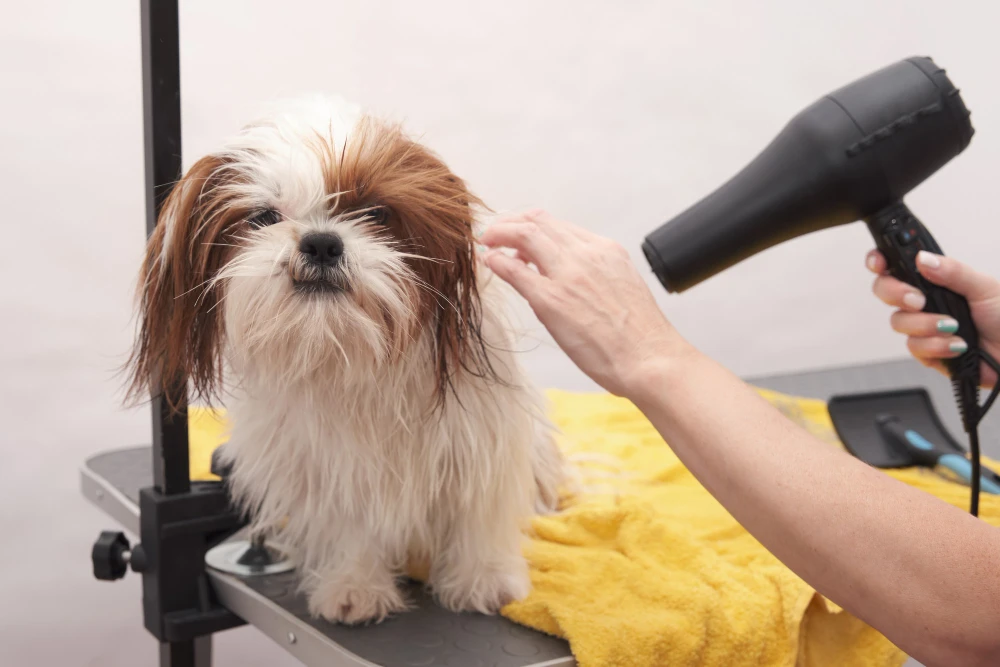 Sécher un chien après un lavage sans shampoing avec une serviette et un sèche-cheveux doux
