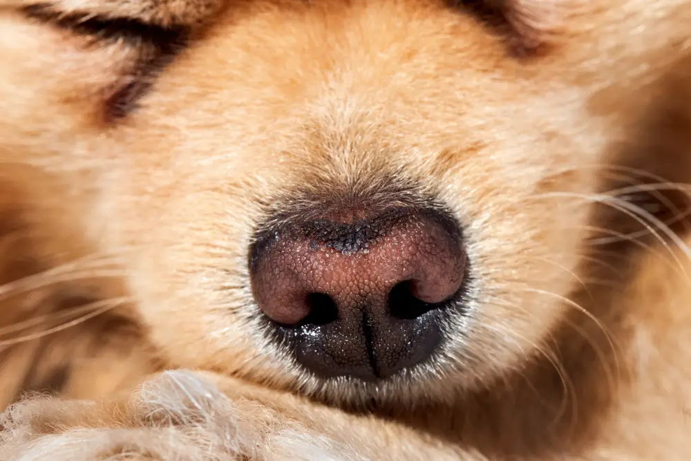 Très gros plan sur la truffe d’un chien pour illustrer les signaux de santé du museau du chien