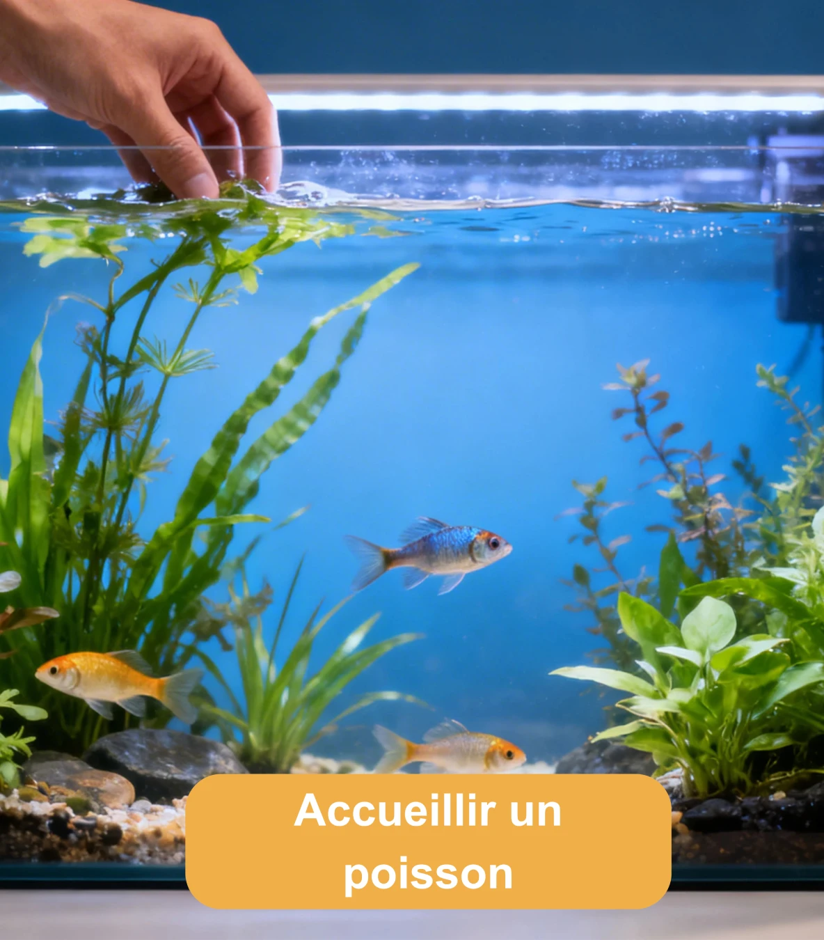 Main installant une plante aquatique dans un aquarium avec poissons et décor végétal