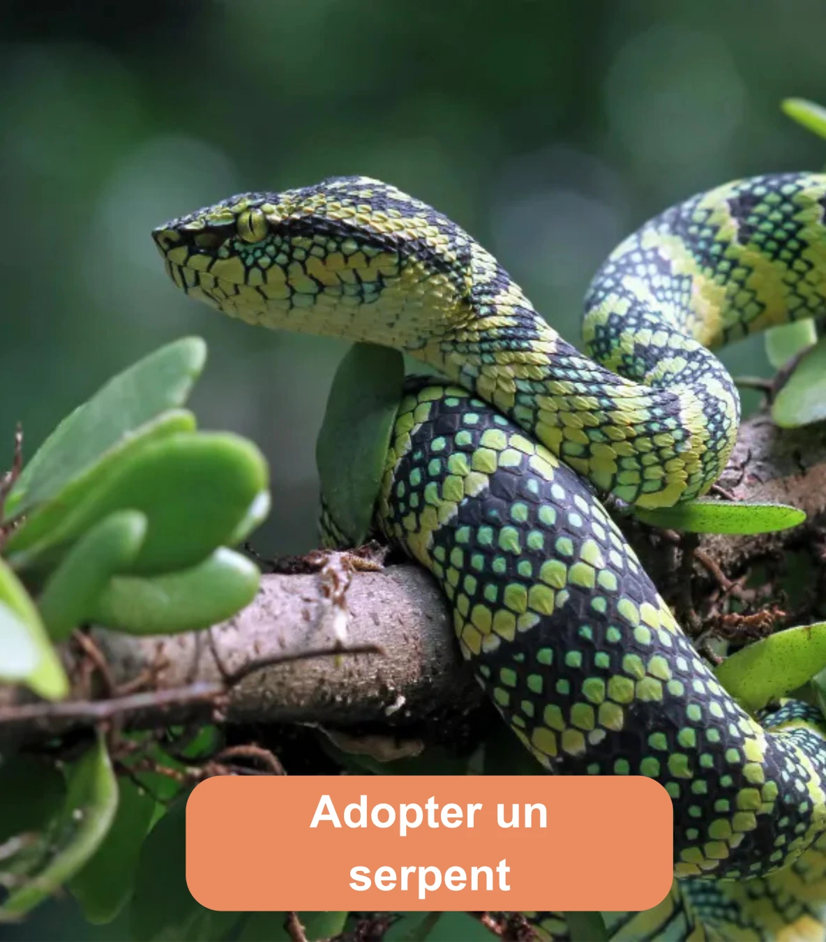 Serpent vert et noir enroulé sur une branche dans un environnement végétal