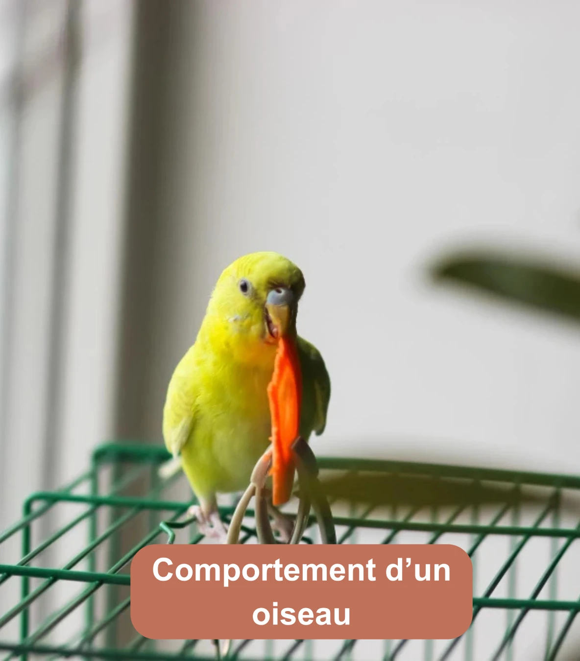 Perruche verte tenant un morceau de carotte avec son bec