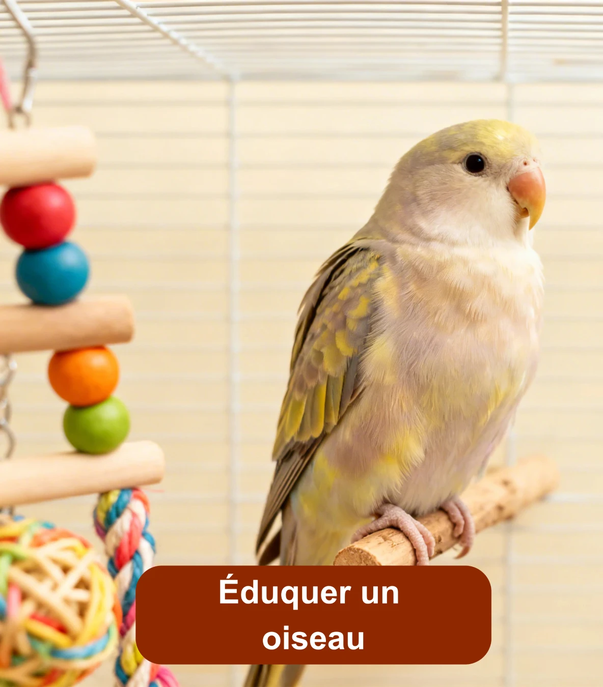 Perruche posée sur un perchoir dans une cage avec jouets colorés