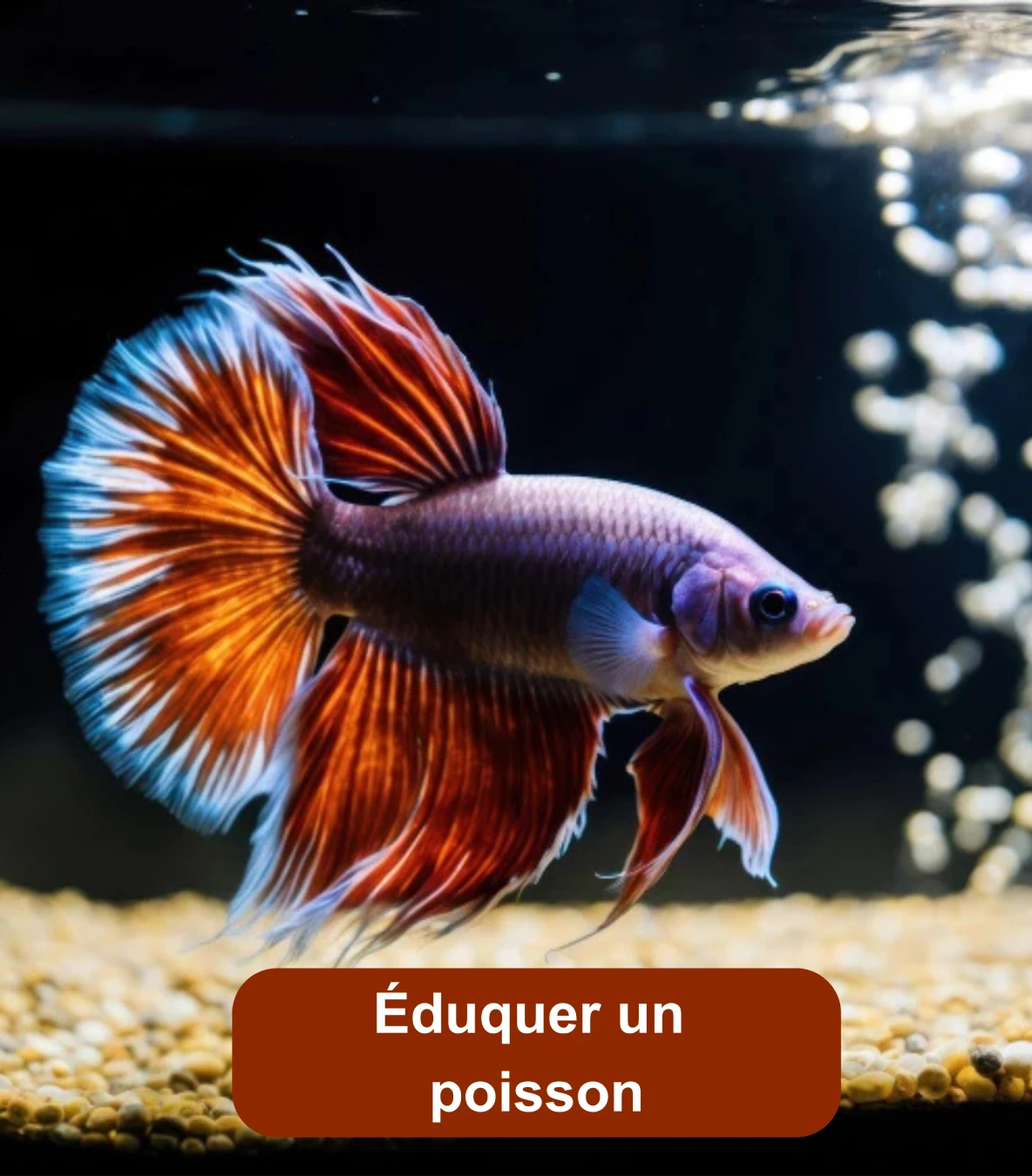 Poisson combattant coloré nageant dans un aquarium éclairé
