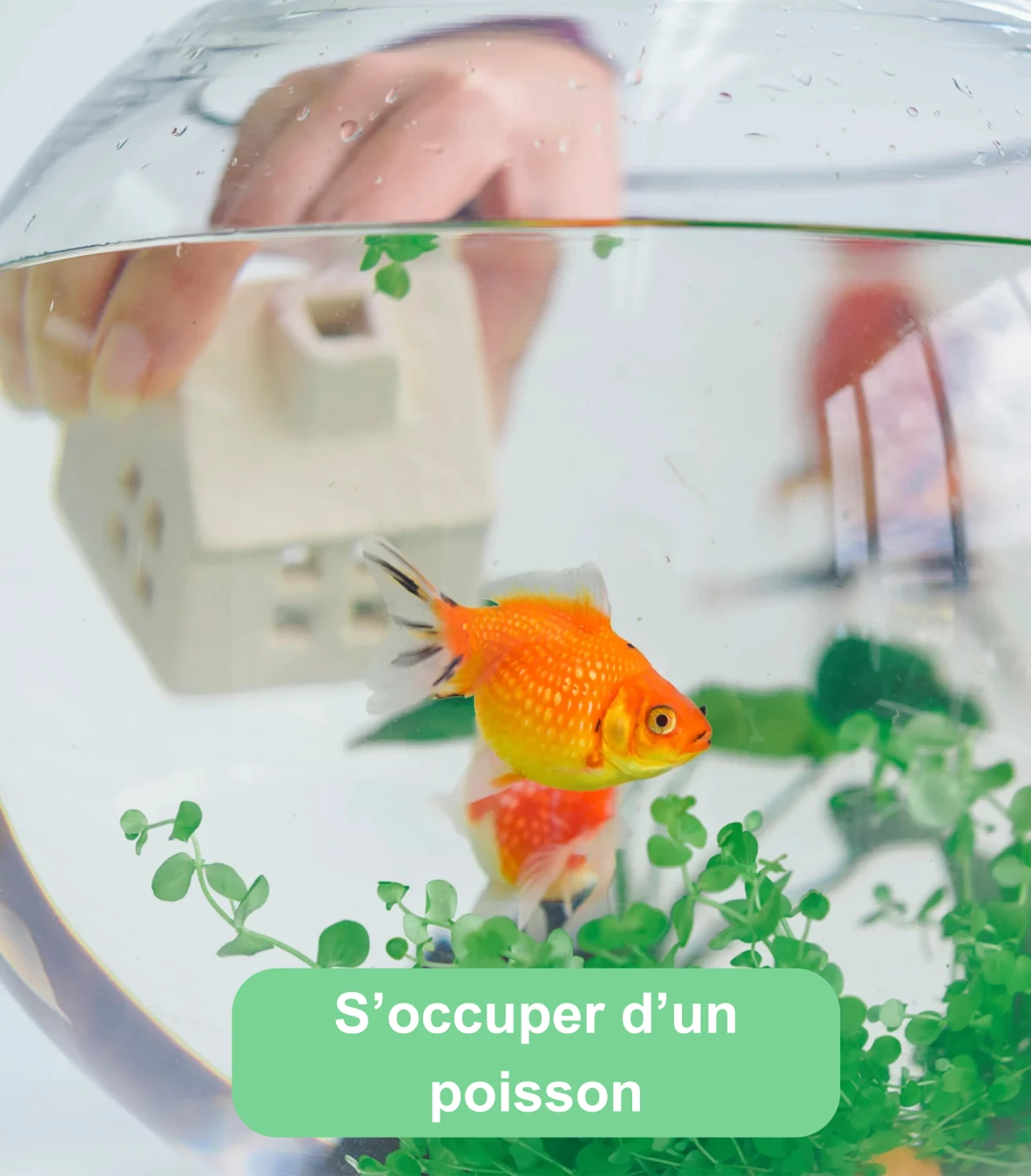 Poisson rouge dans un bocal avec plantes aquatiques pendant l’entretien