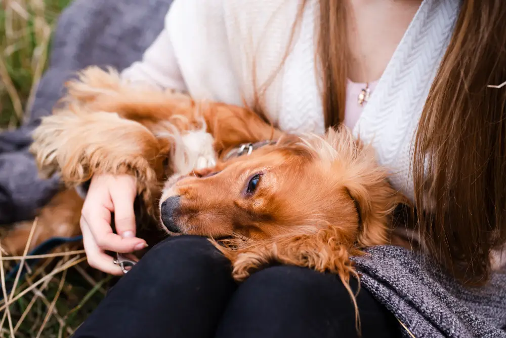 Petit chien allongé sur les genoux de sa maîtresse en signe d'affection