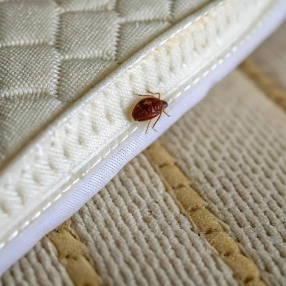 Punaise de lit adulte de forme ovale et couleur brune sur la couture d'un matelas blanc