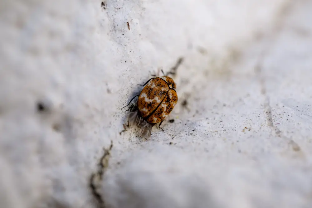 Anthrène des tapis avec motifs marbrés marron et blanc, un insecte souvent confondu avec la punaise de lit