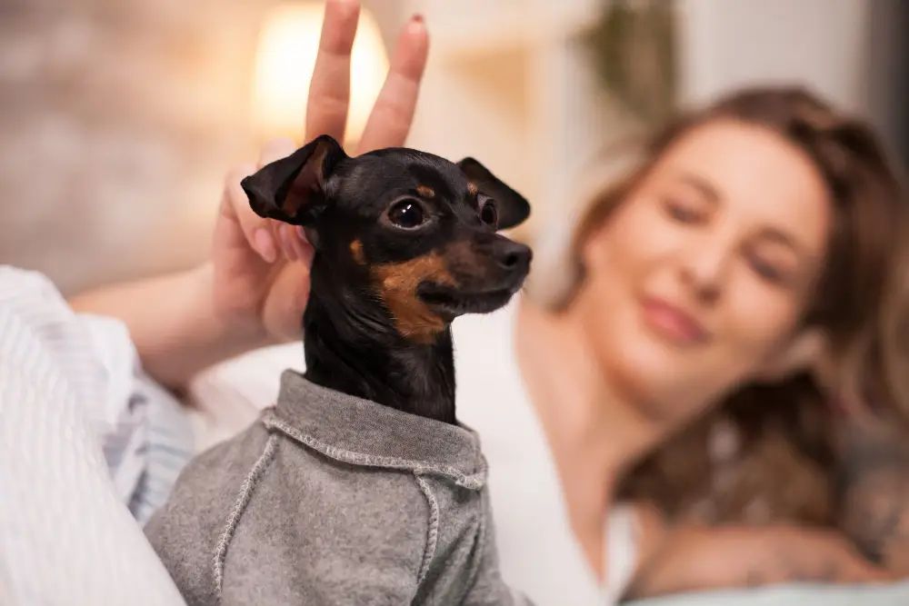 Petit chien au regard curieux avec une expression vive et attentive