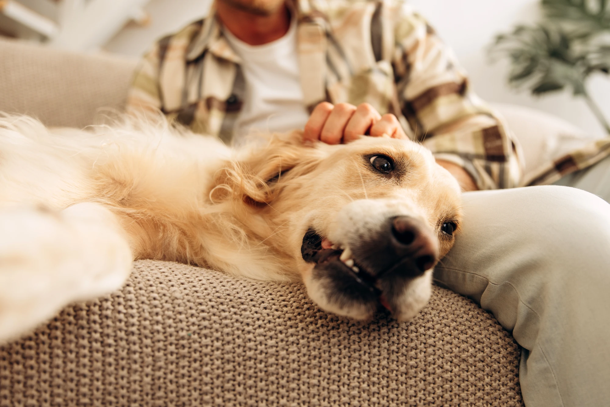 Golden Retriever allongé sur un canapé recevant les caresses de son propriétaire dans un foyer chaleureux.