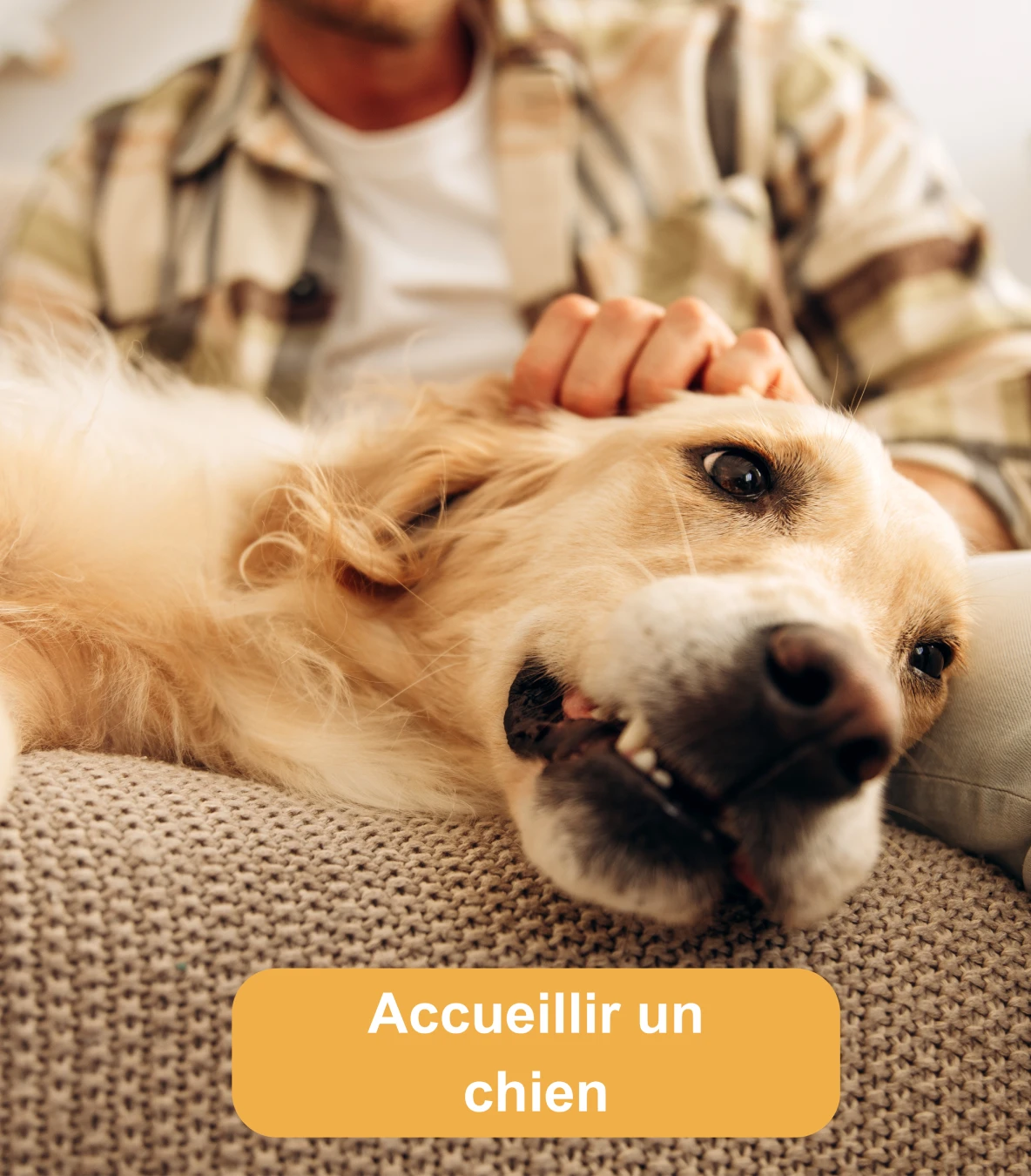 Accéder à la rubrique Accueillir un chien : conseils pour préparer son arrivée et faciliter son adaptation.