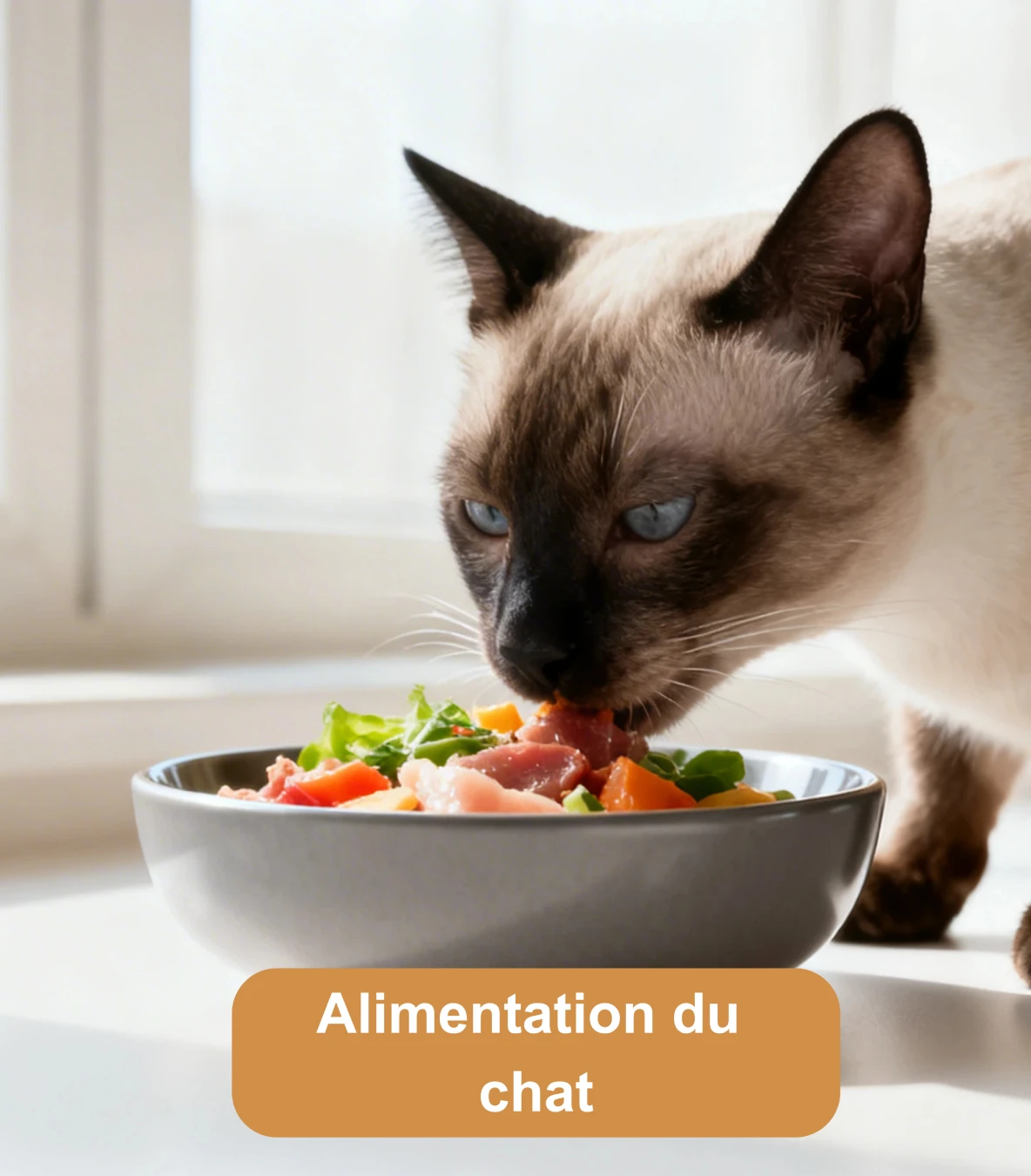 Chat siamois mangeant dans une gamelle composée de viande et de légumes