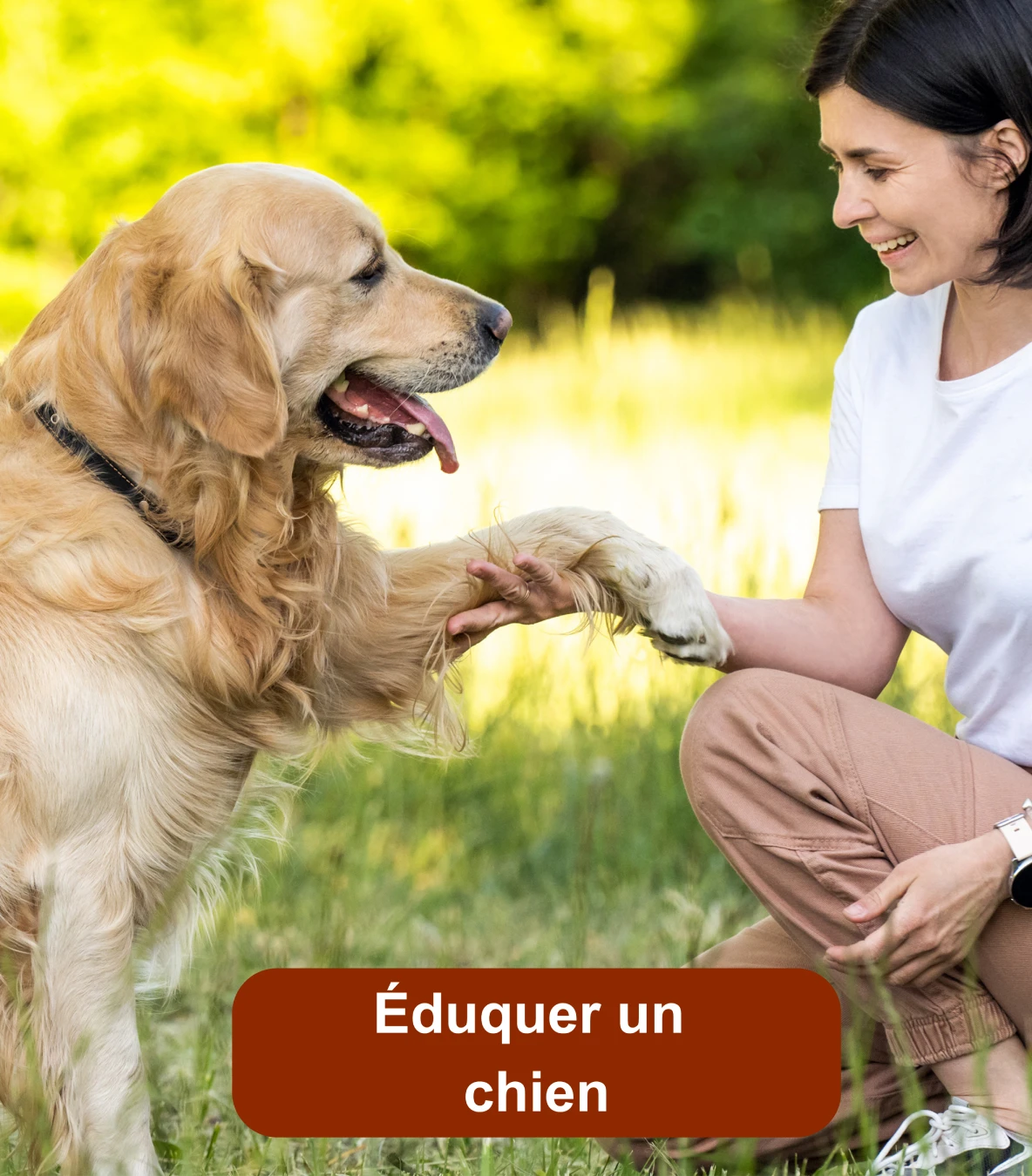 Femme apprenant à son Golden Retriever à donner la patte lors d'une séance d'éducation canine en extérieur.