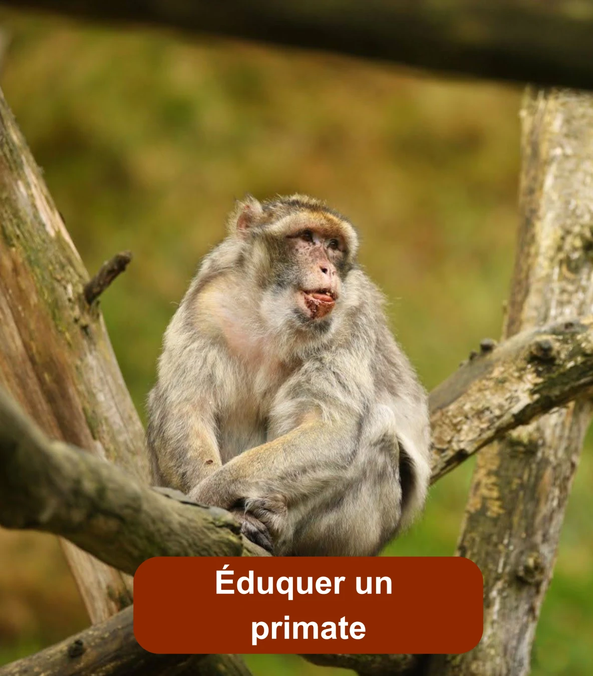 Primate assis sur une branche dans son habitat naturel, illustrant le comportement des singes.