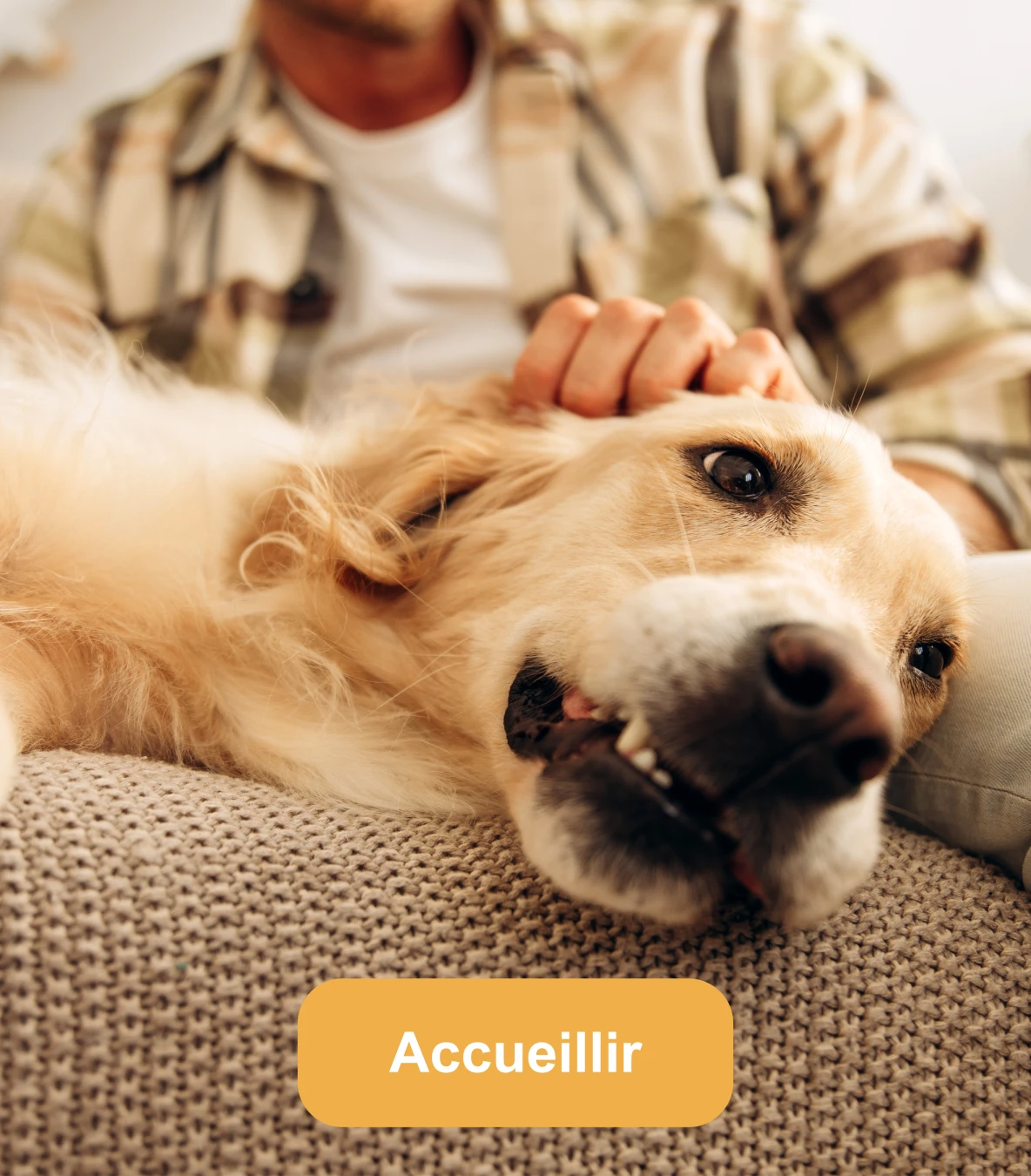 Chien Golden Retriever allongé sur un canapé recevant des caresses de son propriétaire dans son nouveau foyer.
