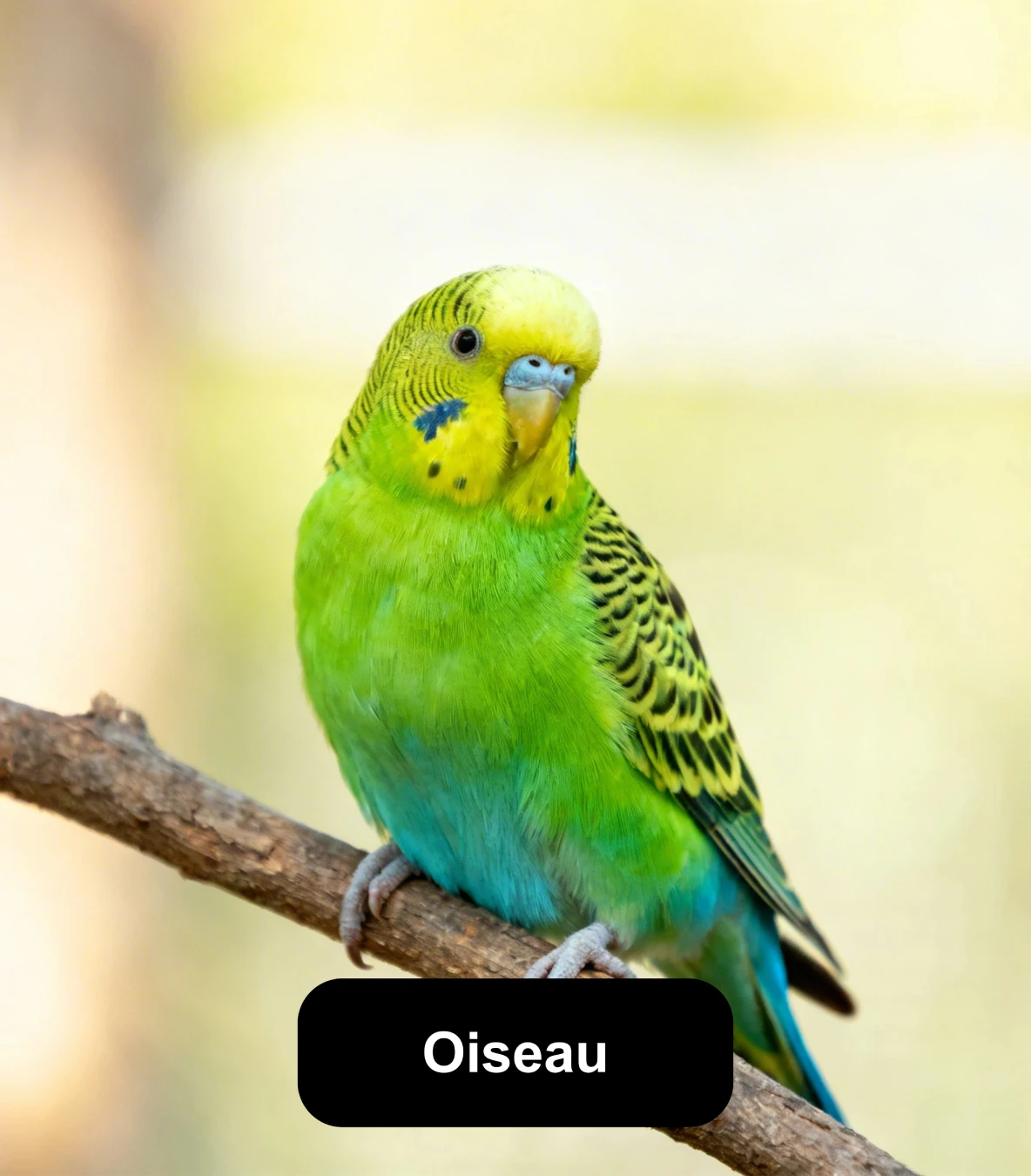Perruche verte et jaune posée sur une branche