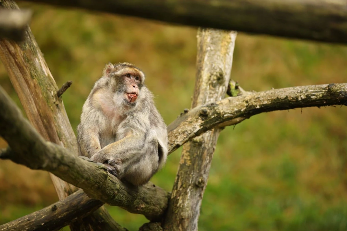 Primate assis sur une branche dans son habitat naturel, illustrant le comportement des singes.