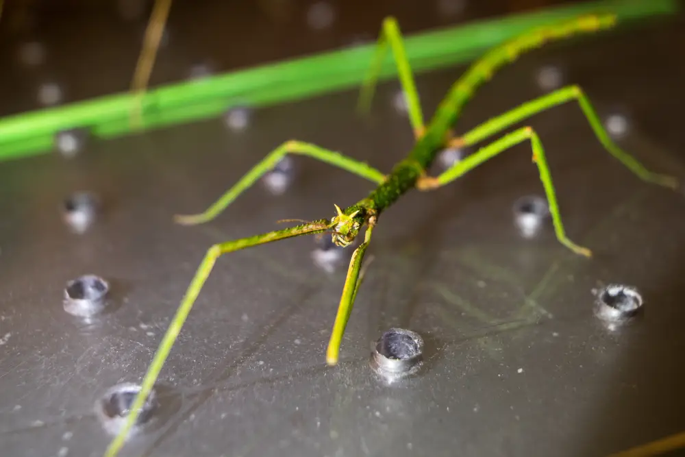 Phasme vert aux longues pattes posé sur une surface métallique, avec un corps imitant une brindille.