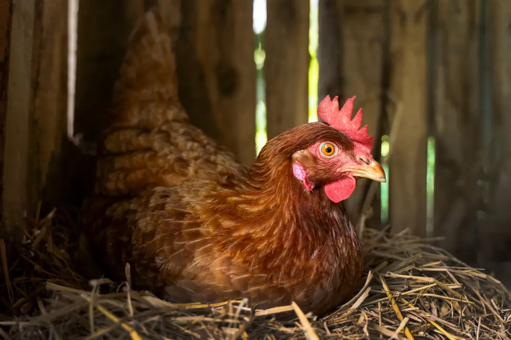 Poule pondeuse rousse installée sur un nid de paille à l'intérieur d'un poulailler en bois.