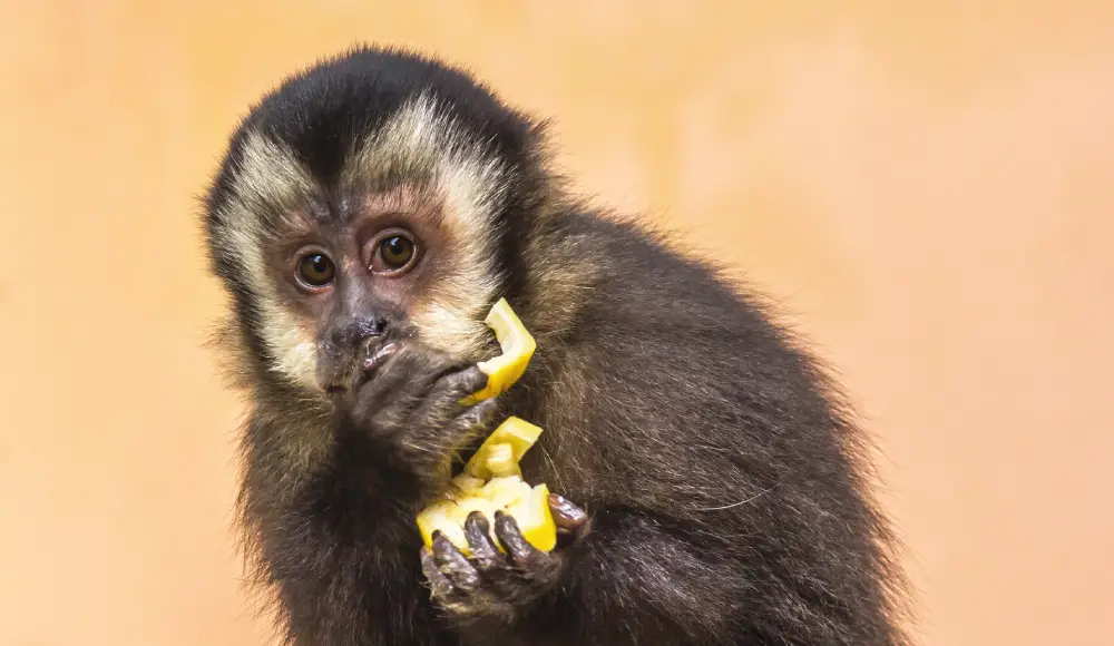 Petit singe capucin au pelage brun et noir mangeant un morceau de fruit jaune tenu entre ses mains.