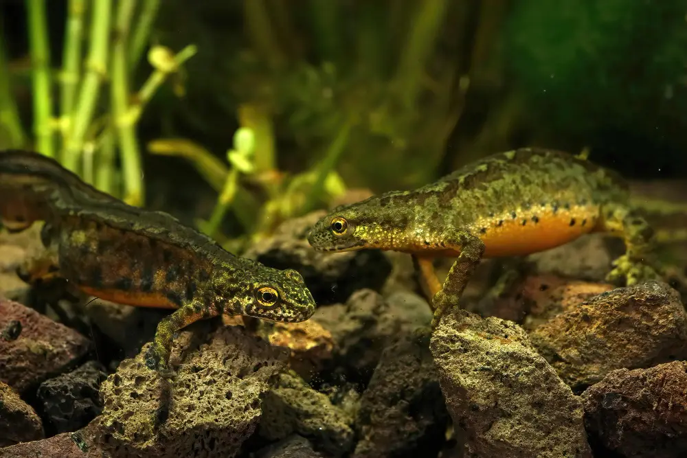 Deux tritons aux teintes vertes et brunes, avec un ventre orangé, évoluant sur des roches au milieu de plantes aquatiques.