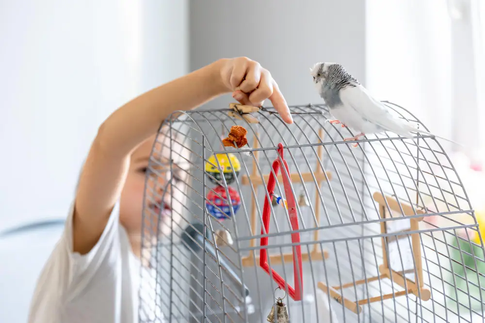 Perruche ondulée blanche posée sur le dessus d'une cage métallique, près de la main d'une personne.