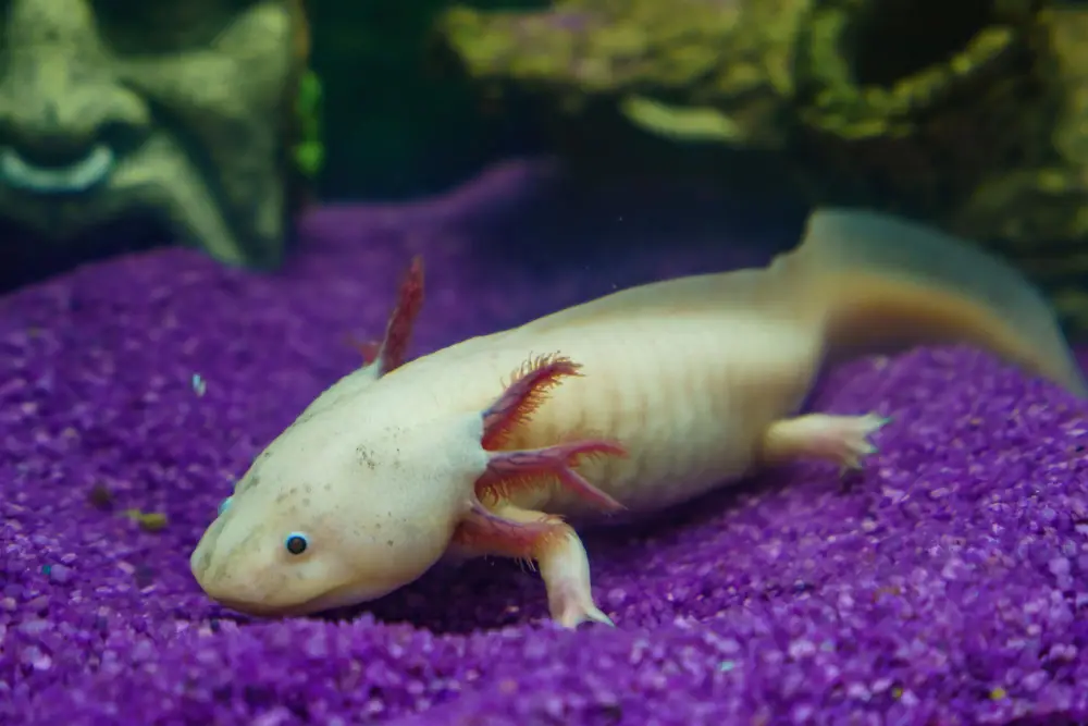 Axolotl blanc aux branchies roses posé sur un substrat violet au fond d'un aquarium aménagé avec des roches.